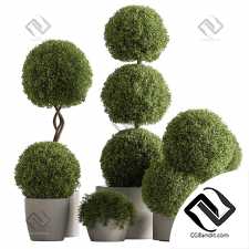 Комнатные растения Topiary Ball