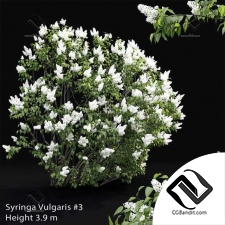 Кусты Syringa vulgaris
