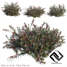 Кусты Darwinia Taxifolia