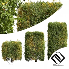 Бирючина обрезанная