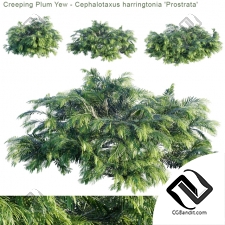 Кусты Bushes Creeping Plum Yew