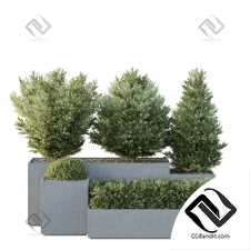 Уличные растения 255