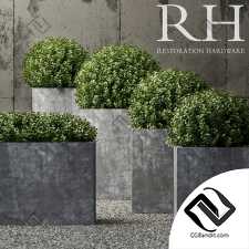 Уличные растения Street plants Restoration Hardware