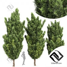 Деревья Italian Cypress
