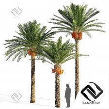 Деревья palm