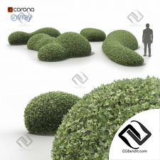 Кусты топиари