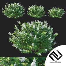 Кусты гортензия