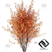 Деревья Рябина 08