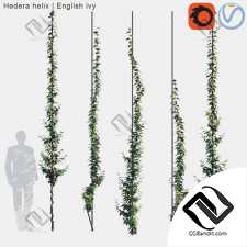 Уличные растения Hedera helix