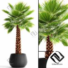 Комнатные растения palm 07