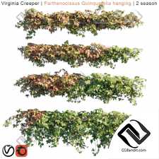 Уличные растения Street plants Virginia Creeper