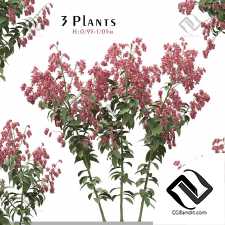 Уличные растения 388