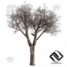 Деревья Dry Baobab