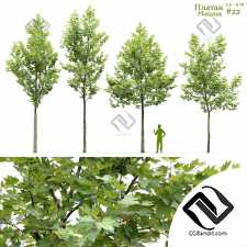 Деревья Platanus 02