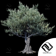 Деревья Trees European olive 9