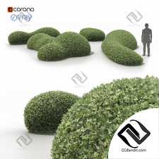 Кусты топиари