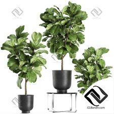 Комнатные растения Ficus is lyrovode 05