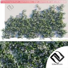 Уличные растения Street plants Trachelospermum Jasminoides 5