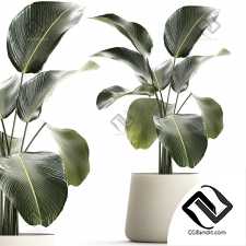 Куст тропического растения