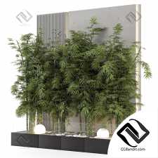 Комнатные растения Bamboo Garden in Concrete Base