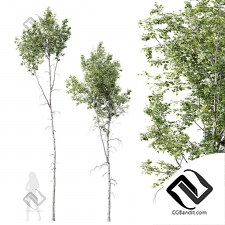 Деревья  Betula Pendula