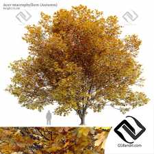Деревья Acer macrophyllum