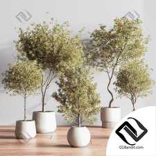 Комнатные растения 133