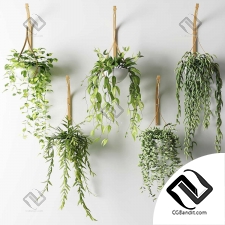 Комнатные растения ампельные