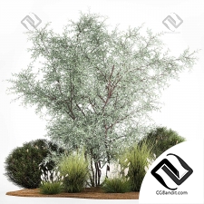 Набор растений 54