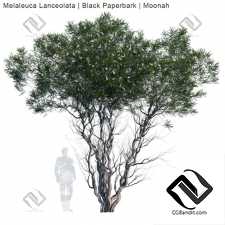 Деревья Melaleuca Lanceolata
