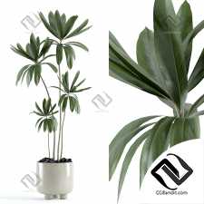 Комнатные растения 58