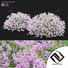 Сирень Майера