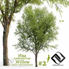 Деревья Willow tortuous