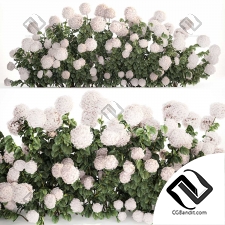 Кусты гортензии 03