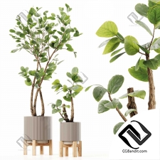 Комнатные растения 106