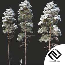 Деревья Pinus sylvestris