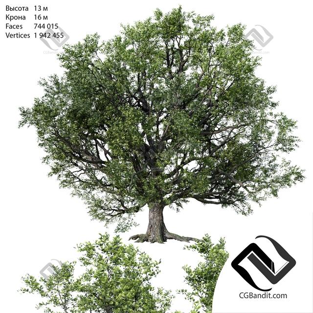 Бесшовные текстуры дерева высокого качества для 3d